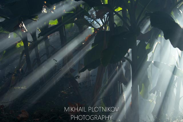 Banana Forest in Sochi, Russia