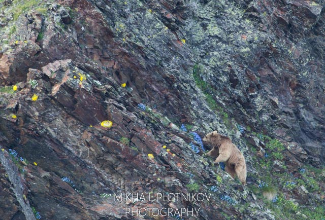 Bear and Flowers