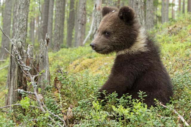 Bear Baby in Karelia, Russia