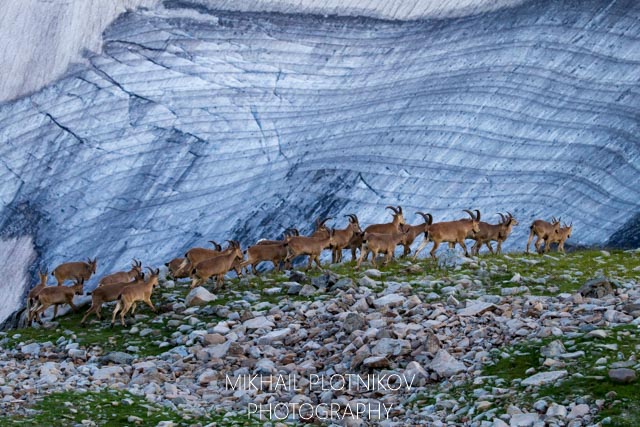 Capricorn Herd