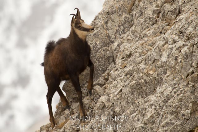 Chamois