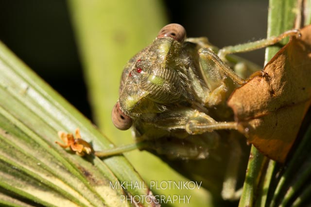 Cicada