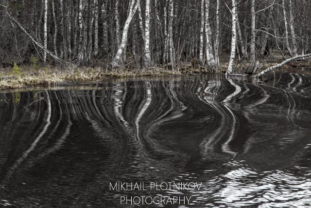 Dancing Birches