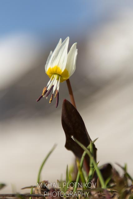 Eritronium Caucasicum