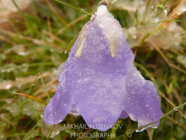 Frozen Flower