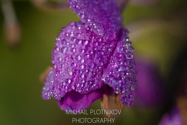 Living Amethysts