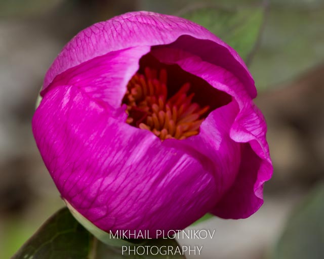 Paeonia Caucasica