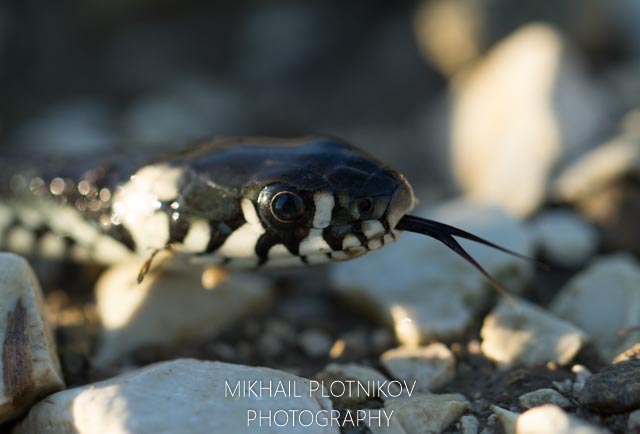 Snake Tongue