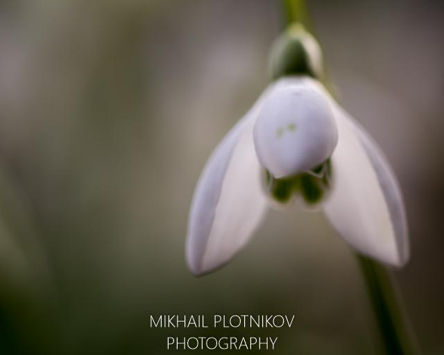 Snowdrop