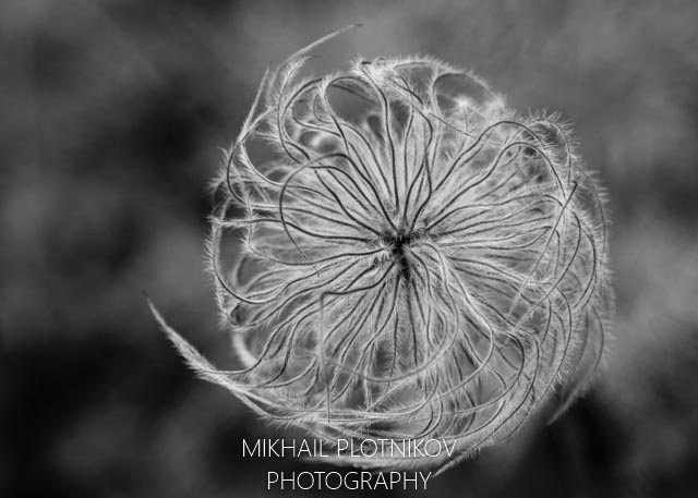 Spiral Galaxy