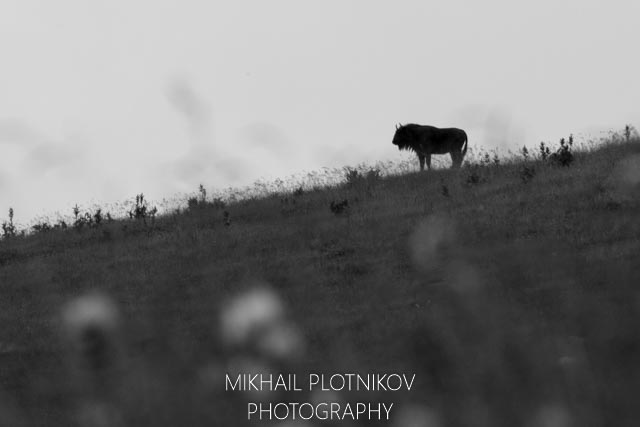 Westcaucasian Mountain Bison